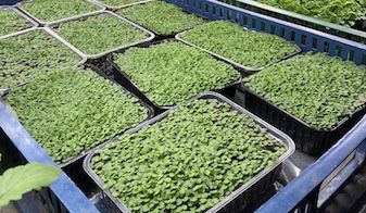 Проект номер четыре: Микрозелень в массы