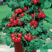 Семена томата Балконное Чудо