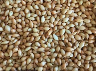 Подзимняя посадка лука-севка