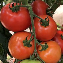Семена томата Слот F1