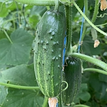 Семена огурца Актер F1