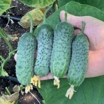 Семена огурца Темп F1