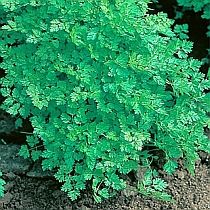 семена кервеля Измайловский Семко