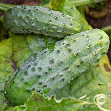 Семена огурца Журавленок F1