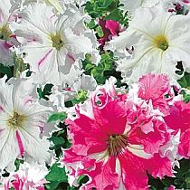 семена петунии крупноцветковая бахромчатая