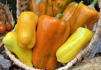 Агротехника перца от А до Я