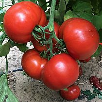 Семена томата Белфорт F1