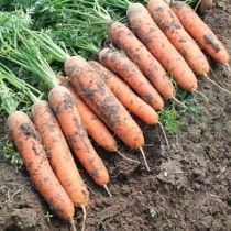 Семена моркови Нелли F1