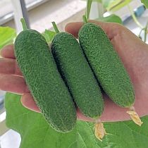 Семена огурца Твикси F1