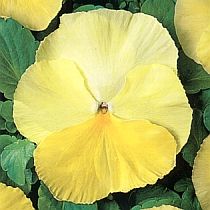 семена виолы Алёна