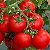 Семена томата Анюта F1