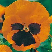 семена виолы Елена