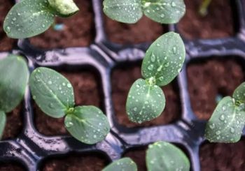 Некоторые советы по выращиванию рассады тыквенных культур