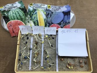 Технология проращивания семян арбуза.