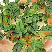 Семена микрозелени руколы Язык Дракона