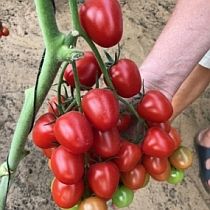 Семена томата Черри Ира F1