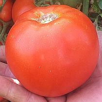 Семена томата Яффа F1