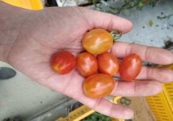 Томат F1 Черри от Юрия - 8 месяцев в степях Казахстана