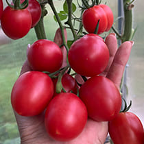 Семена томата Черри Рио F1