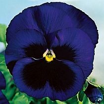 семена виолы Людмила