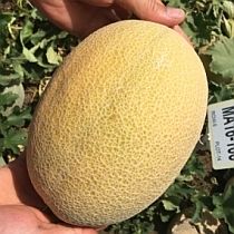 Семена дыни  Голпри F1