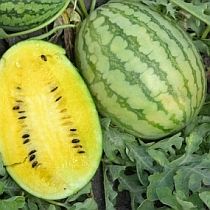 Семена арбуза Лимончелло F1