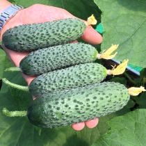 Семена огурца Ритм F1