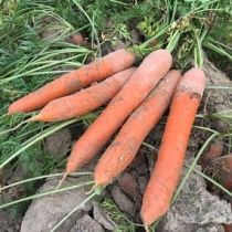 Семена моркови Нантская Семко F1