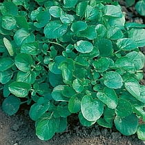 семена кресс-салата Данский