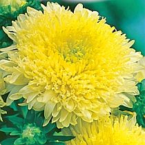 семена астры принцесса Блюз