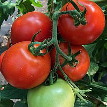 Семена томата Андромеда F1