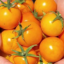 Семена томата Миришта F1