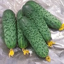 Семена огурца Сатина F1