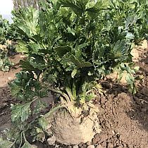 семена корневого сельдерея Албин