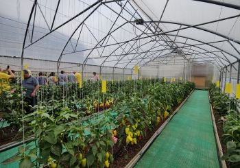 Перечный калейдоскоп в Белгороде