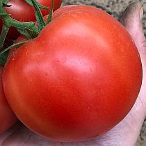 Семена томата Гилгал F1