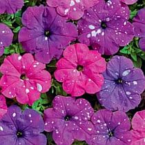 семена петунии Звезды Адриатики