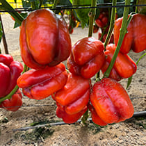 Семена перца сладкого Летний Куб F1