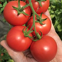 Семена томата Семко 18 F1