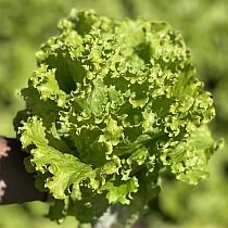 семена полукочанного салата Гранд Рапидс 