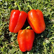 семена перца сладкого илья муромец