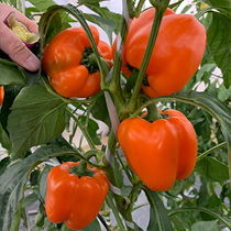 Семена перца сладкого Оранж Вандер F1