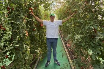 Томатный салют в Белгороде - 2. Томатные джунгли