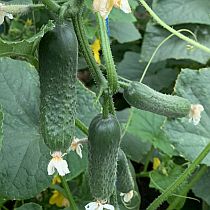 Семена огурца Рок Стар F1