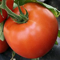 Семена томата Лонгф F1