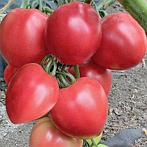 Семена томата Пинк Хайп F1