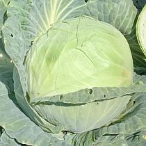 Семена капусты белокочанной Семко Юбилейный 217 F1