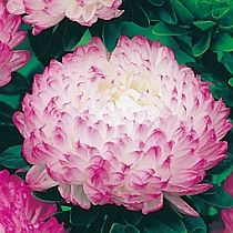 семена астры пионовидной Роза Турм