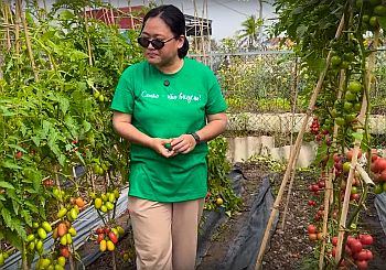 Томаты Семко во Вьетнаме