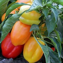 семена перца сладкого добрыня никитич